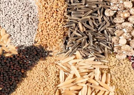 تولید بذرهای مقاوم توسط فناوران یک شرکت دانش بنیان